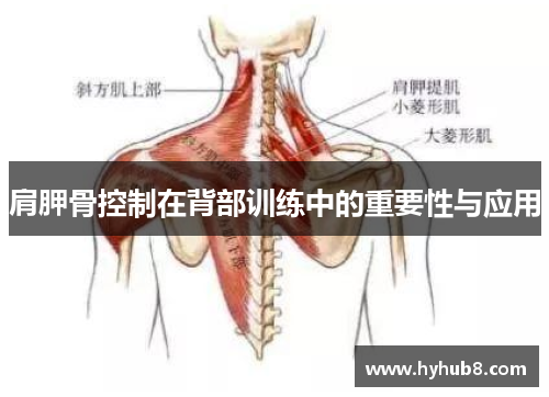 肩胛骨控制在背部训练中的重要性与应用